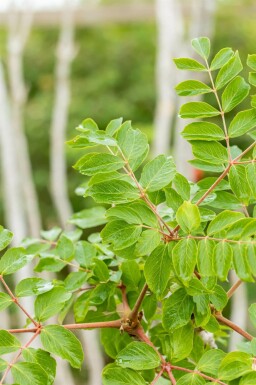 Paraplytræ Aralia elata busk Aralia elata busk