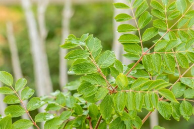 Paraplytræ Aralia elata busk Aralia elata busk
