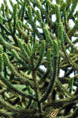 Chilensk fyrretræ Araucaria araucana busk Araucaria araucana