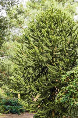 Chilensk fyrretræ Araucaria araucana busk Araucaria araucana