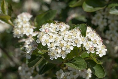 Aronia prunifolia 'Viking' busk 20-25 cm