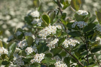 Aronia prunifolia 'Viking' busk 20-25 cm