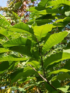 Pawpaw træ Asimina triloba busk Asimina triloba busk