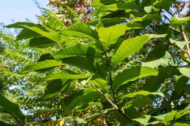 Pawpaw træ Asimina triloba busk Asimina triloba busk
