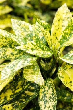 Aucuba Aucuba japonica 'Crotonifolia' busk Aucuba japonica 'Crotonifolia' busk