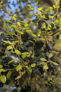 Duftende azara Azara microphylla busk Azara microphylla busk