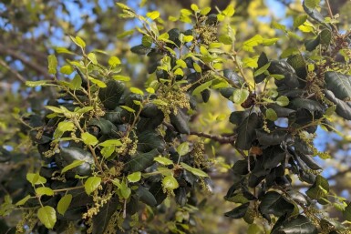 Duftende azara Azara microphylla busk Azara microphylla busk