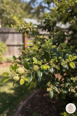 Azara microphylla busk 40-45 cm