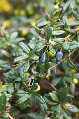 Bærberis Berberis candidula busk Berberis candidula busk