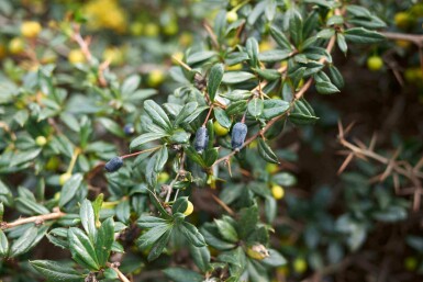 Bærberis Berberis candidula busk Berberis candidula busk