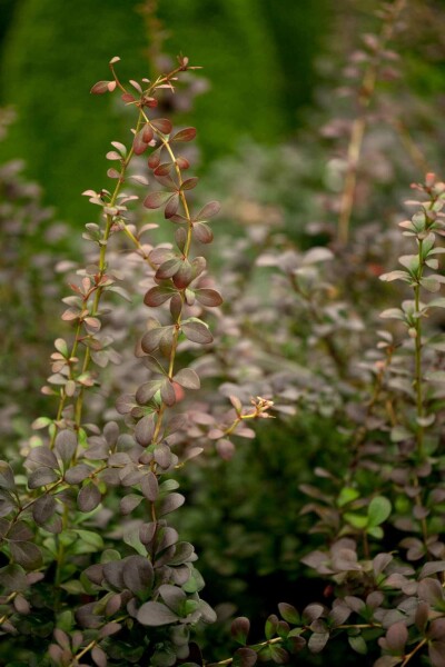 Berberis thunbergii busk 60-80 cm