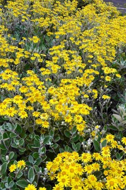 Solskinbusk Brachyglottis 'Sunshine' busk Brachyglottis 'Sunshine'