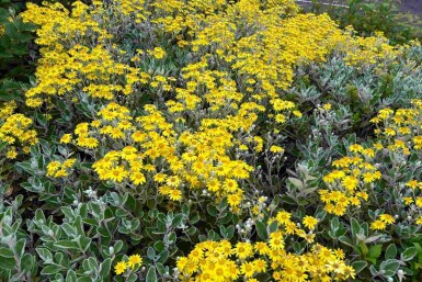 Solskinbusk Brachyglottis 'Sunshine' busk Brachyglottis 'Sunshine'
