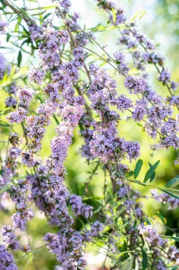 Sommerfuglebusk Buddleja alternifolia busk Buddleja alternifolia busk