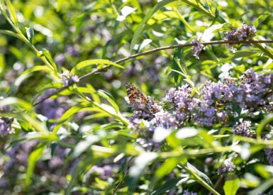 Sommerfuglebusk Buddleja alternifolia busk Buddleja alternifolia busk