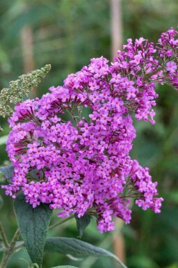 Sommerfuglebusk Buddleja davidii 'Border Beauty' busk Buddleja davidii 'Border Beauty' busk