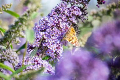 Sommerfuglebusk Buddleja davidii 'Empire Blue' busk Buddleja davidii 'Empire Blue' busk