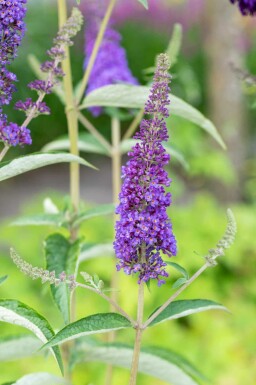 Buddleja davidii 'Empire Blue' busk 100-125 cm