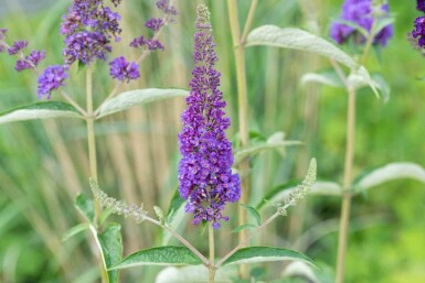 Buddleja davidii 'Empire Blue' busk 100-125 cm