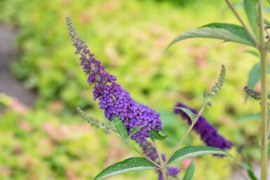Buddleja davidii 'Empire Blue' busk 100-125 cm