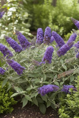 Sommerfuglebusk Buddleja davidii 'Free Petite Blue Heaven' busk Buddleja davidii 'Free Petite Blue Heaven' busk