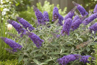 Sommerfuglebusk Buddleja davidii 'Free Petite Blue Heaven' busk Buddleja davidii 'Free Petite Blue Heaven' busk