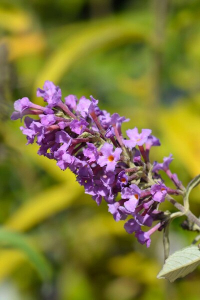 Buddleja davidii 'Free Petite Dark Pink' busk 40-50 cm