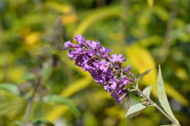Sommerfuglebusk Buddleja davidii 'Free Petite Dark Pink' busk Buddleja davidii 'Free Petite Dark Pink' busk