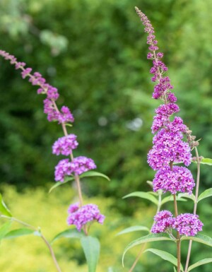 Sommerfuglebusk Buddleja davidii 'Ile de France' busk Buddleja davidii 'Ile de France' busk
