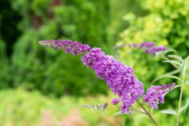 Sommerfuglebusk Buddleja davidii 'Ile de France' busk Buddleja davidii 'Ile de France' busk