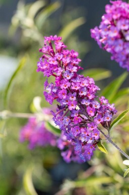 Buddleja davidii 'Nanho Purple'