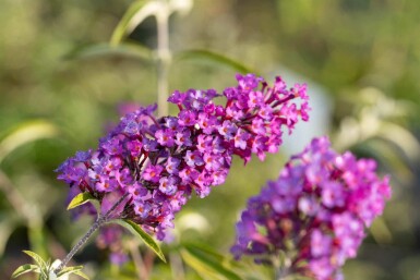 Sommerfuglebusk Buddleja davidii 'Nanho Purple' busk Buddleja davidii 'Nanho Purple'