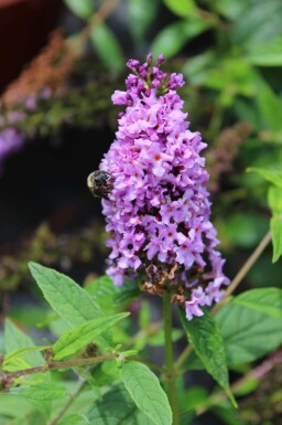 Buddleja 'Lilac Chip'