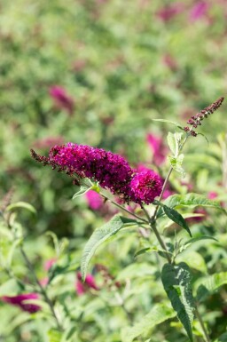 Sommerfuglebusk Buddleja 'Miss Ruby' busk Buddleja 'Miss Ruby' busk