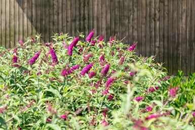 Sommerfuglebusk Buddleja 'Miss Ruby' busk Buddleja 'Miss Ruby' busk
