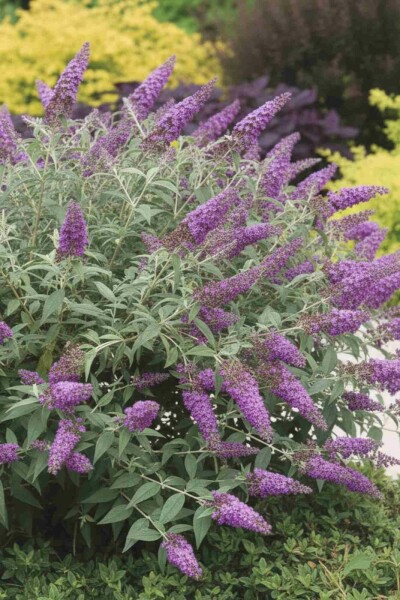 Buddleja 'Purple Chip' busk