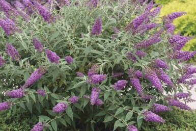 Sommerfuglebusk Buddleja 'Purple Chip' busk Buddleja 'Purple Chip' busk