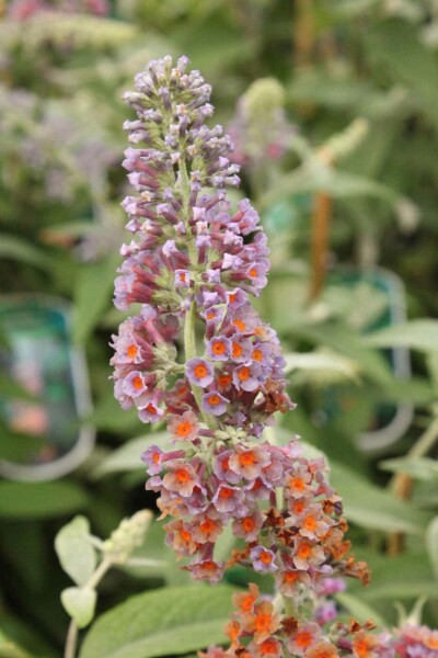 Sommerfuglebusk Buddleja weyeriana 'Flower Power' busk Buddleja weyeriana 'Flower Power' busk