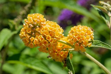 Sommerfuglebusk Buddleja weyeriana 'Sungold' busk Buddleja weyeriana 'Sungold' busk