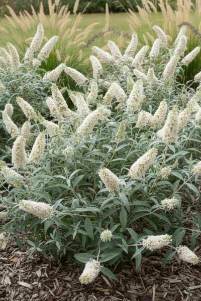Buddleja 'White Ball' busk