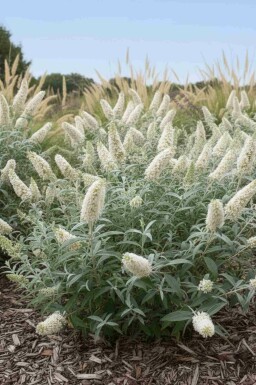 Sommerfuglebusk Buddleja 'White Ball' busk Buddleja 'White Ball' busk
