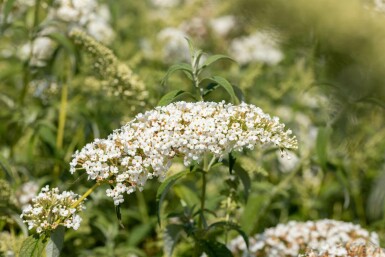 Sommerfuglebusk Buddleja 'White Chip' busk Buddleja 'White Chip'
