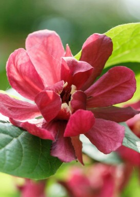 Kanelbusk Calycanthus 'Aphrodite' busk Calycanthus 'Aphrodite'