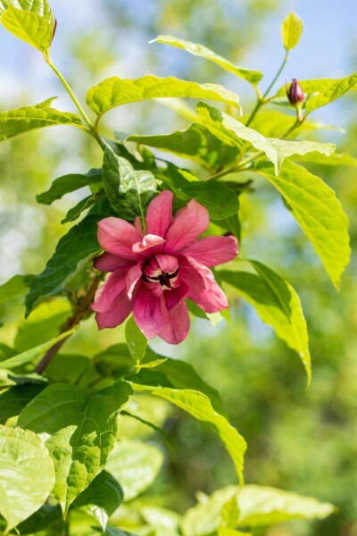 Calycanthus floridus busk 80-100 cm