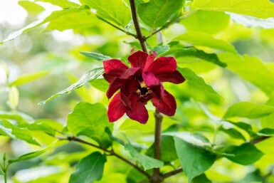 Kryddernellikebusk Calycanthus floridus busk Calycanthus floridus busk