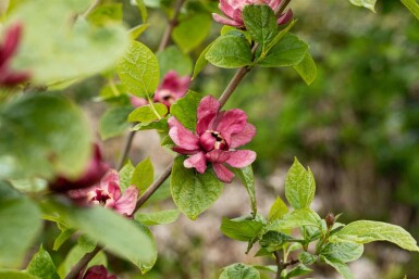 Duftbusk Calycanthus 'Hartlage Wine' busk Calycanthus 'Hartlage Wine' busk