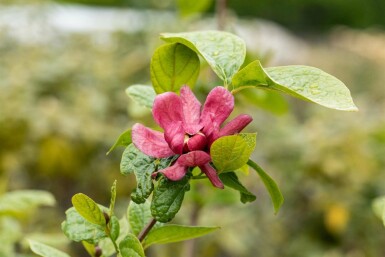 Calycanthus 'Hartlage Wine' busk 40-60 cm