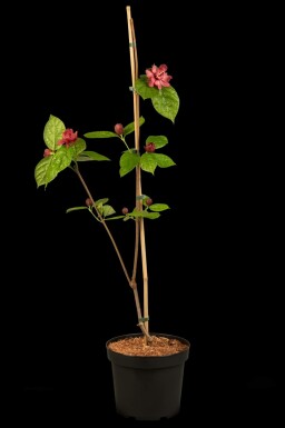 Calycanthus 'Hartlage Wine' busk 40-60 cm