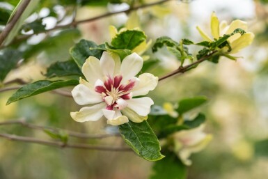 Calycanthus 'Venus' busk 40-60 cm