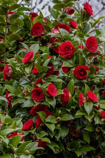 Camellia japonica 'Black Lace'
